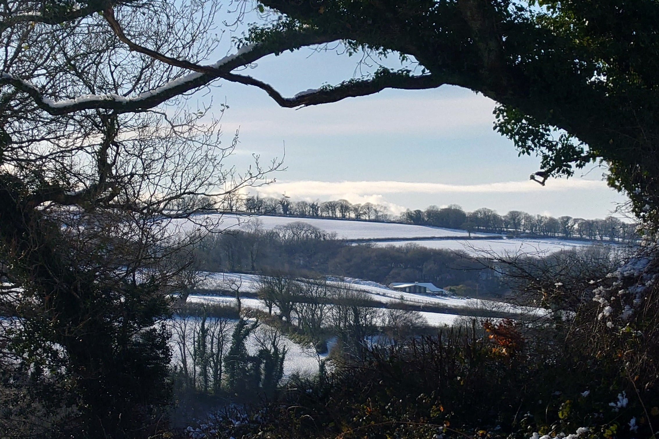 Snowy landscape with trees and a clear sky